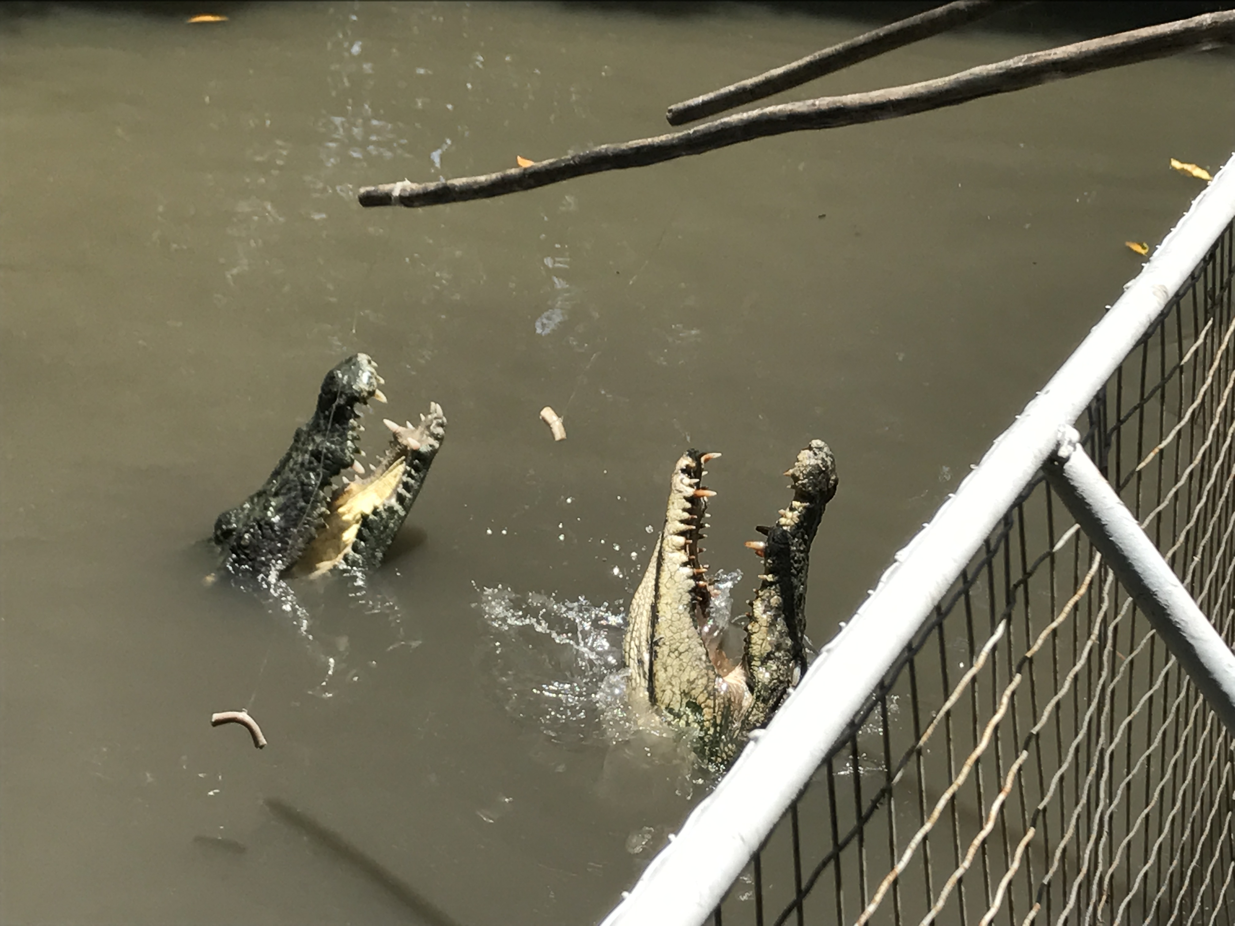 ベトナム Vietnam ホーチミンのアクティビティ予約 ハローアクティビティ