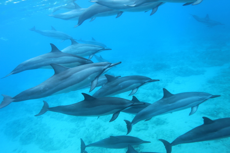 ハワイ島 予約 愛らしい野生のイルカ達と泳ぐ癒しの時間 ここだけの感動のシュノーケリング体験 ハワイ島 イルカ大学コナキャンパス 日本語ガイド 軽食付 選べる送迎 Eバウチャーok