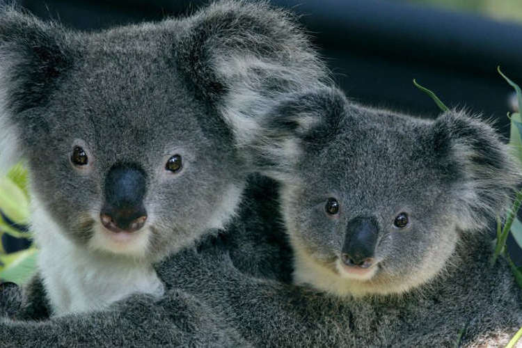 ここだけのオーストラリア シドニー 動物園 水族館の割引入場券を買う 日本語予約 タロンガ動物園入場券 2日間フェリー乗り放題パス