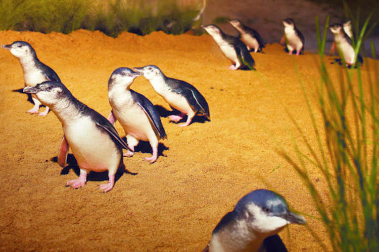 ここだけのオーストラリア メルボルン ペンギンを見る ペンギンパレード 日本語予約 フィリップ島ペンギンパレード1日ツアー Pi
