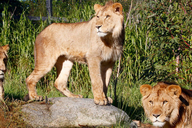 メルボルン 予約 メルボルン動物園